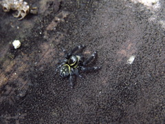 Carrhotus sannio