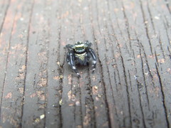 Carrhotus sannio