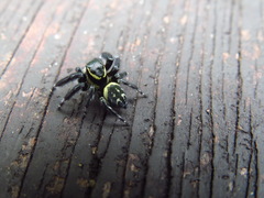 Carrhotus sannio