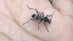 Chlorophorus macaumensis