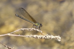 Euphaea ochracea