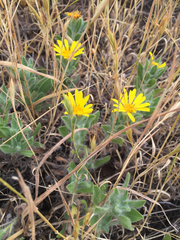 Heterotheca sessiliflora