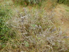 Eriophyllum staechadifolium
