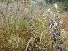 Eriophyllum staechadifolium