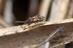 Scolopostethus pilosus