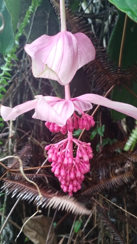 Foto de Orquídea-rosa