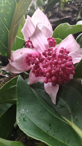 Foto de Orquídea-rosa