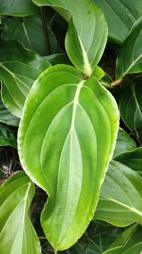 Foto de Orquídea-rosa
