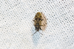 Sphragisticus nebulosus