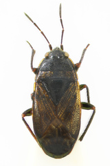Trapezonotus