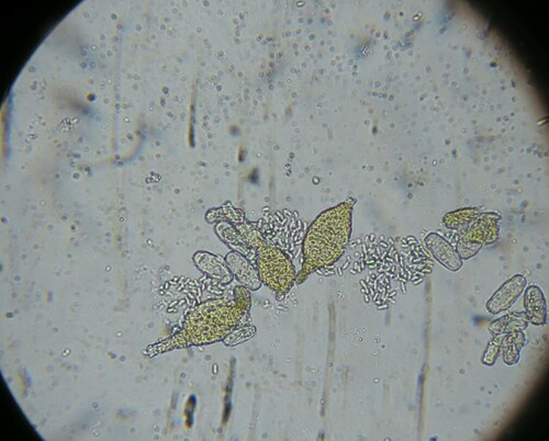 Erysiphe euonymi
