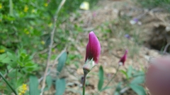 Lathyrus