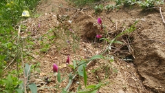 Lathyrus