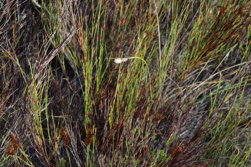 Image of Ficinia deusta by (c) Tony Rebelo, some rights reserved (CC BY-SA)