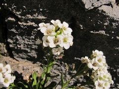 Pachycladon latisiliquum