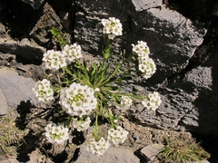 Pachycladon latisiliquum