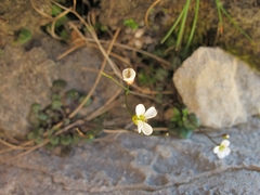 Cardamine basicola