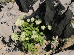 Anisotome pilifera