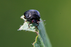 Coptosoma scutellatum