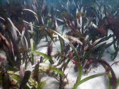 Posidonia australis