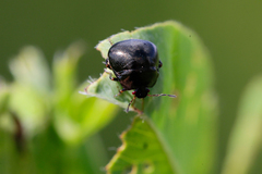Coptosoma scutellatum