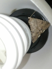 Pandesma quenavadi
