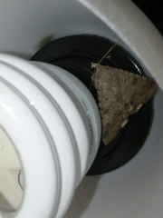 Pandesma quenavadi