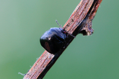 Coptosoma scutellatum