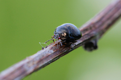 Coptosoma scutellatum