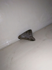 Pandesma quenavadi