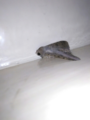 Pandesma quenavadi