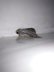 Pandesma quenavadi