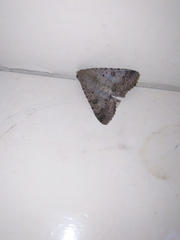 Pandesma quenavadi