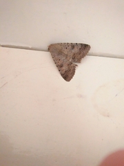 Pandesma quenavadi