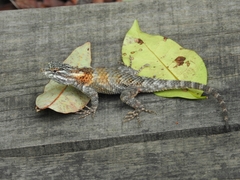 Sceloporus torquatus binocularis