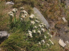 Myosotis traversii traversii