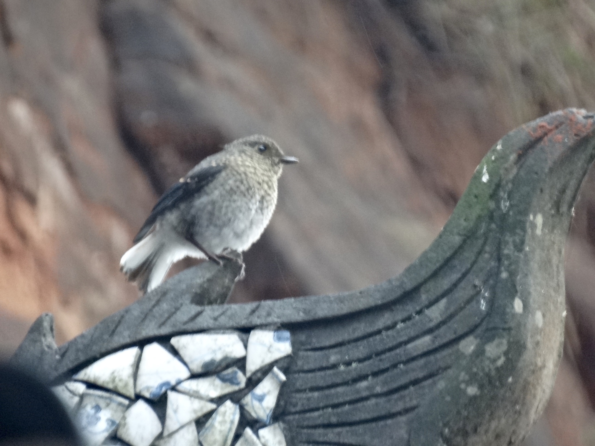 Plumbeous Water Redstart