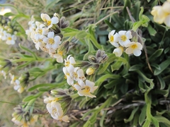 Myosotis traversii traversii