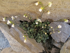 Cardamine basicola