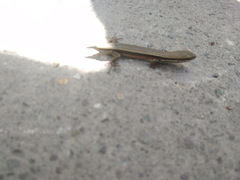 Ablepharus himalayanus