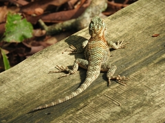 Sceloporus torquatus binocularis