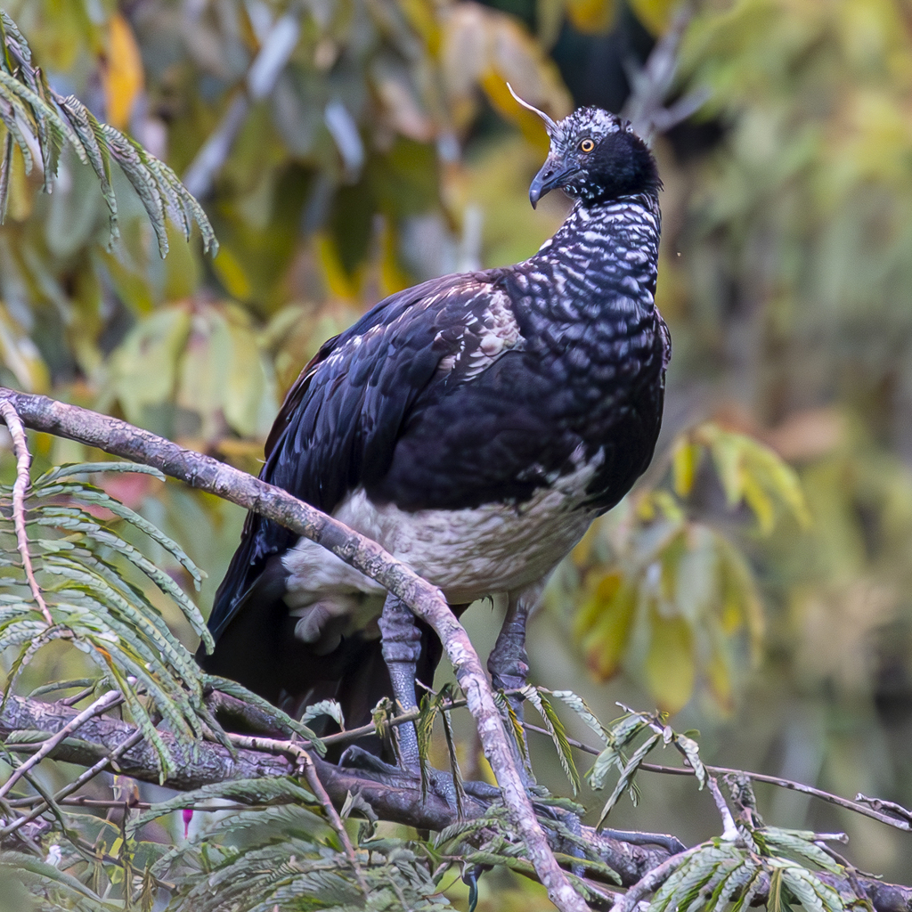 Horned Screamer