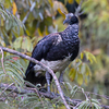 Horned Screamer - Photo (c) Tadeusz Kawecki, some rights reserved (CC BY-NC), uploaded by Tadeusz Kawecki