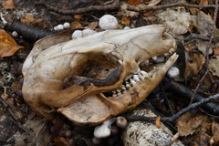 Laccaria masoniae