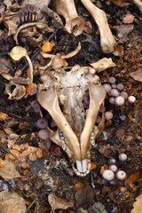 Laccaria masoniae