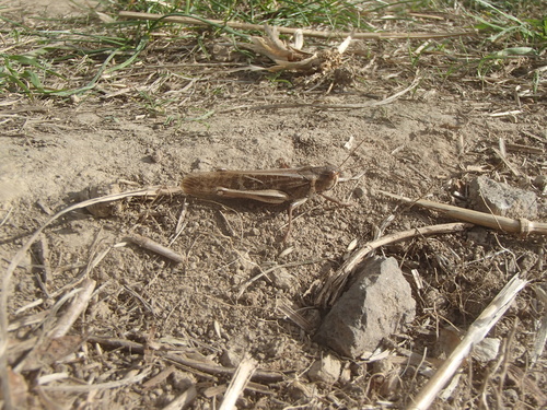 Migratory locust