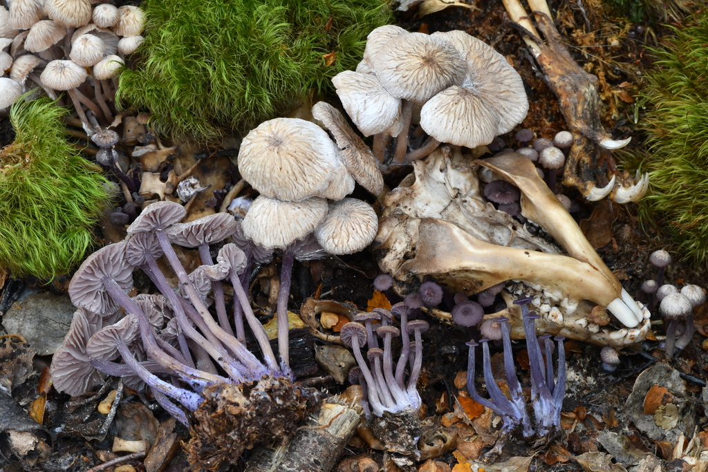 Laccaria masoniae