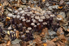 Laccaria masoniae