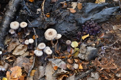 Laccaria masoniae