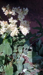 Eriogonum compositum compositum